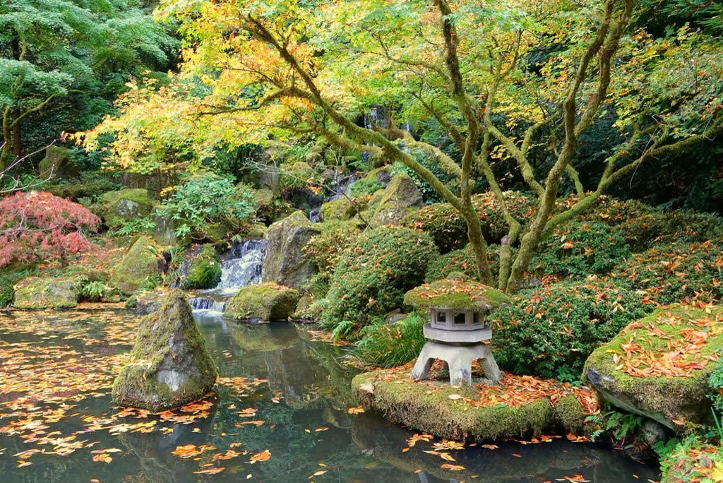 A maple garden in autumn with a still pond and moss-covered stones